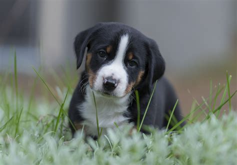 Appenzeller Sennenhund Puppies