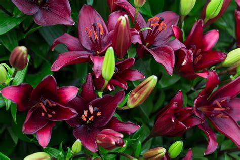Different Types Of Lilies Plants Lily Bulbs | Shop 27 Varieties | Eden