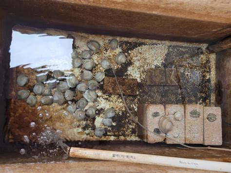 Image result for Clam Level 2