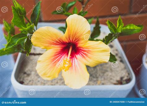 Close-up of Cuban Hibiscus Plant with Yellow Flower Outdoor in Sunny ...