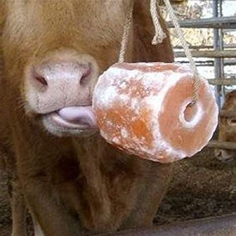 Malowal Himalayan Animal Salt Lick Pure Natural Pink Salt Block on a ...