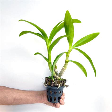 Buy Dendrobium Orchids Online India | Dendrobium Orchids | Orchid-tree ...