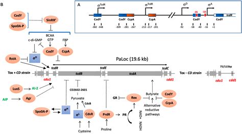 Regulation of Clostridial Toxin Gene Expression: A Pasteurian Tradition