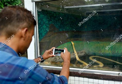 Image result for How to Build a Burmese Python Trap