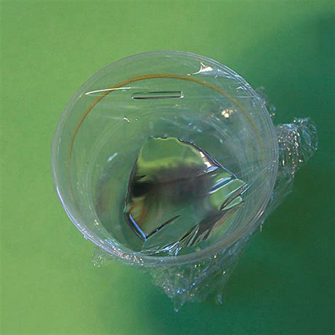 Image result for DIY Microscope Projects