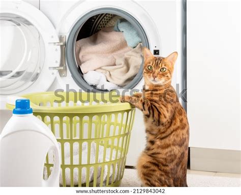 Image result for Cat in Washing Machine Prank