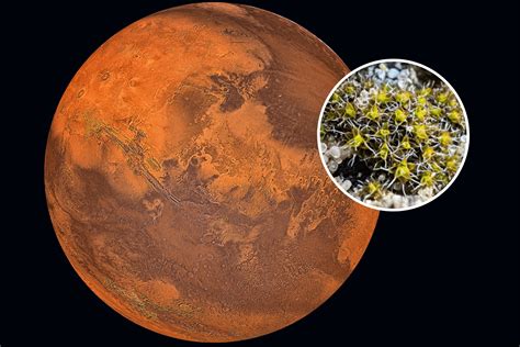 Plant Identified That Could Grow on Mars - Newsweek