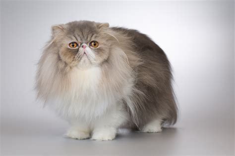 Obese Persian Cats