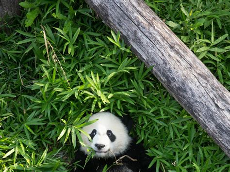 How Do Giant Pandas Survive on Bamboo Diets? | National Geographic