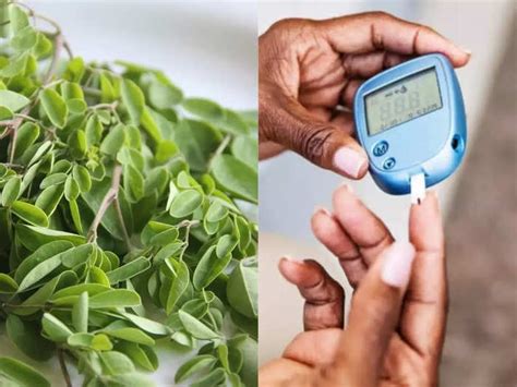 according to ncb research sahjan drumstick tree or moringa oleifera can ...