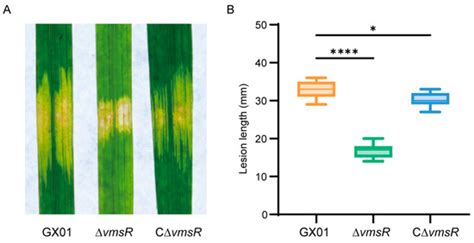 VmsR, a LuxR-Type Regulator, Contributes to Virulence, Cell Motility ...