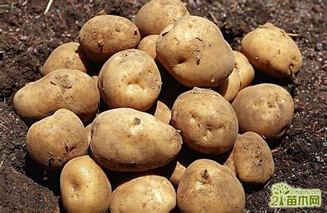 土豆高产种植技术 - 知乎