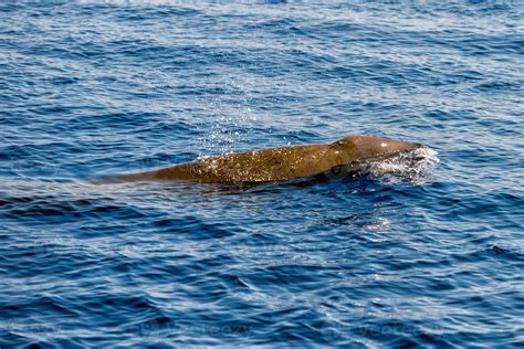 Rare Goose Beaked whale dolphin Ziphius cavirostris 12213627 Stock ...