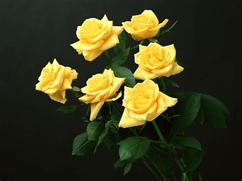 Yellow Rose Flower Wallpapers - Wallpaper Cave