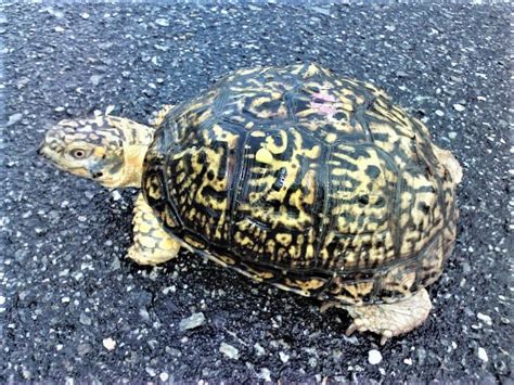 Image result for Female Box Turtle