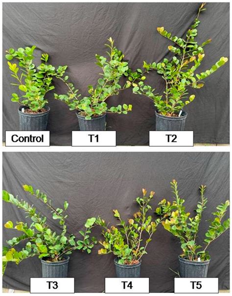 Precision Horticulture: Application of Optical Sensor Technology for ...