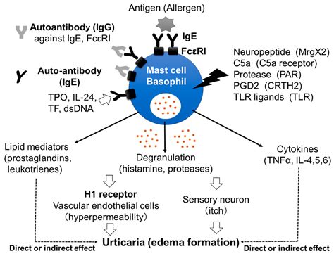 The Role of Coagulation and Complement Factors for Mast Cell Activation in the Pathogenesis of ...