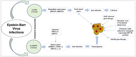Updates on Epstein–Barr Virus (EBV)-Associated Nasopharyngeal Carcinoma ...