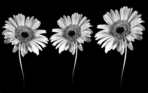 Black and White Flower Desktop Wallpapers - Top Free Black and White ...