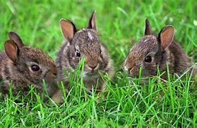 Image result for Wild Rabbits in Ohio