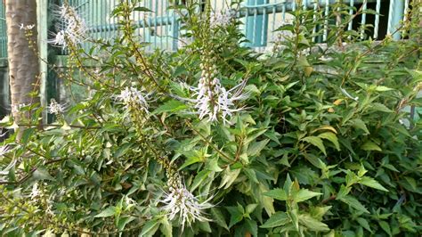 10 Manfaat Tanaman Kumis Kucing yang Jarang Orang Tahu! - Madingmu