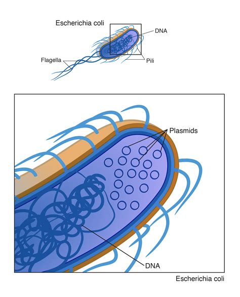 Plasmid