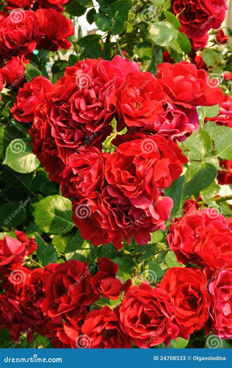 Beautiful red rose bush stock image. Image of summer - 24708533