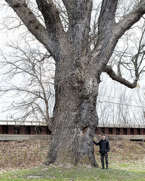 Torture Tree — Gathering Growth