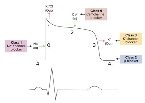 Class 2 Antiarrhythmic Drugs (Beta Blockers) | Concise Medical Knowledge