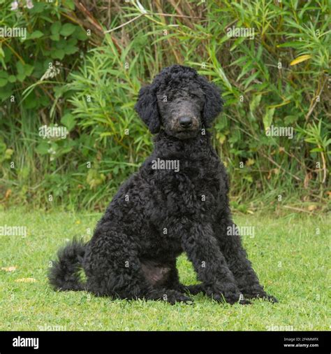 Black Poodle Puppy