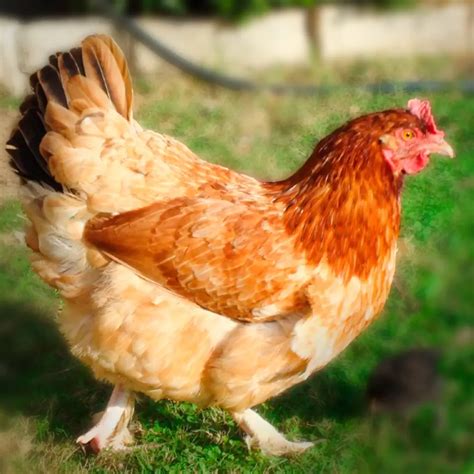 French Wheaten Marans Chicks - Chicken Breeds Farm