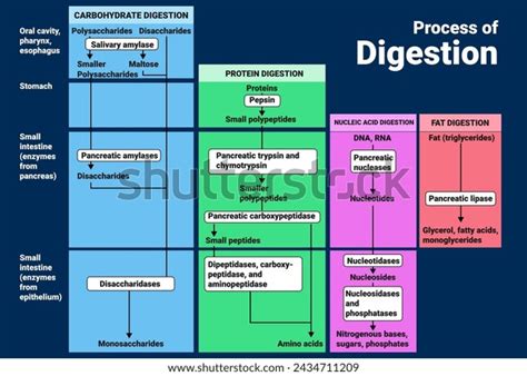 Digestion Process 的图像结果