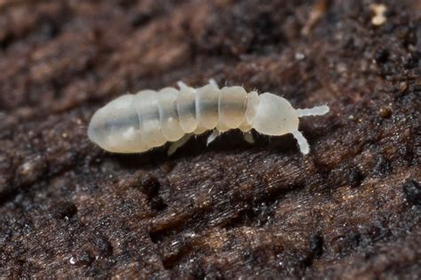 Springtails Explained — House Plant Hobbyist | Springtails, Weird insects, House plants