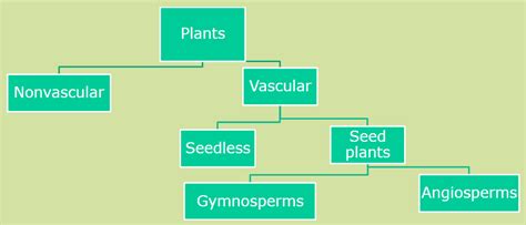 Image result for Plant Classification