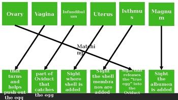 Image result for Chicken Reproduction Process