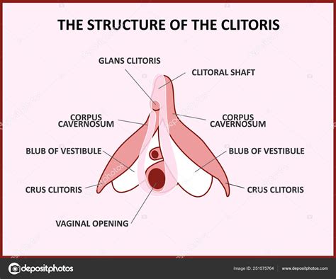 A estrutura do clitóris, um cartaz médico anatomia feminina vagina imagem vetorial de © yotor ...