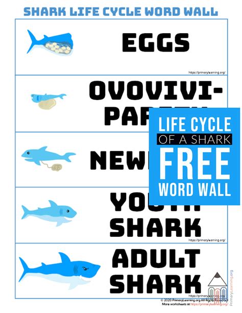 Saw Shark Life Cycle at Sandra Howard blog