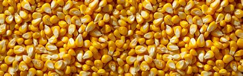 Freeze Dried Crispy Corn – MOONFREEZE FOODS PRIVATE LIMITED