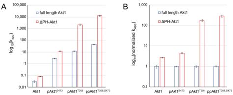 Phosphorylation-Dependent Inhibition of Akt1