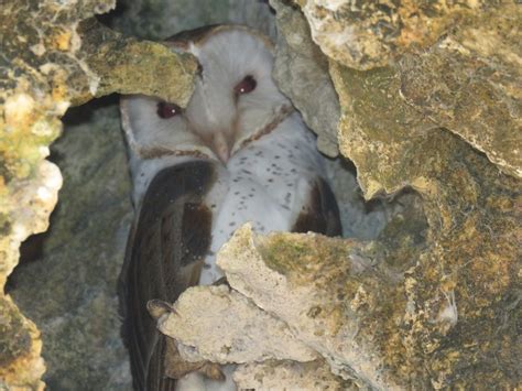 Barn Owl (Curacao) - eBird