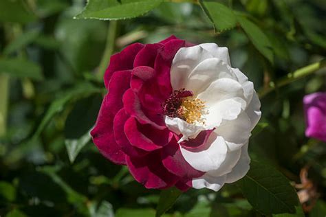 Rose Tree Splice 的图像结果