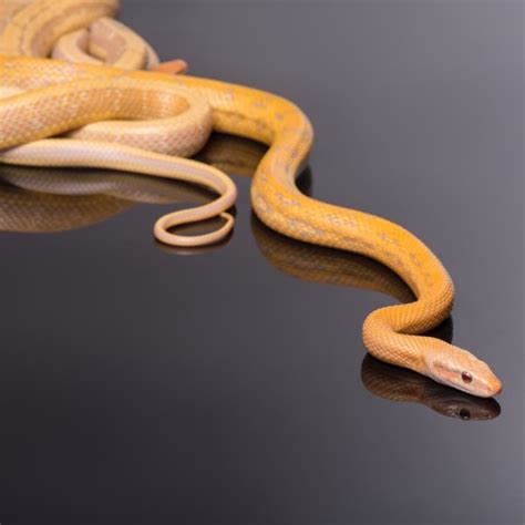 Python Snake Moving 的图像结果