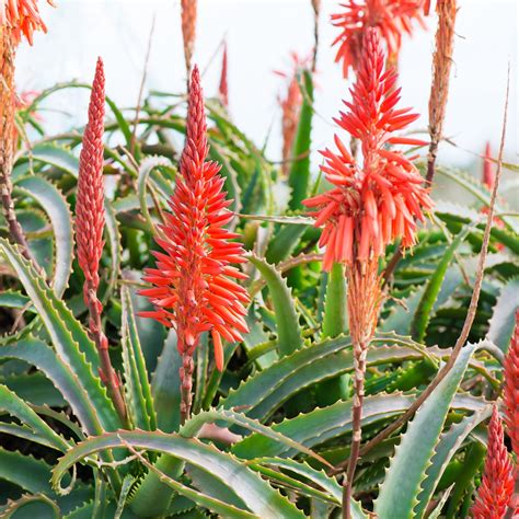 Aloe Plant Flower