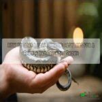 Image result for Ball Python Tank Requirements