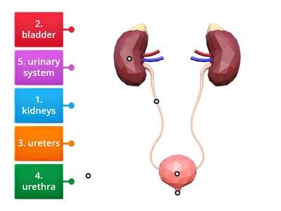 Rezultat imagine pentru Hoang Nguyen Urinary System