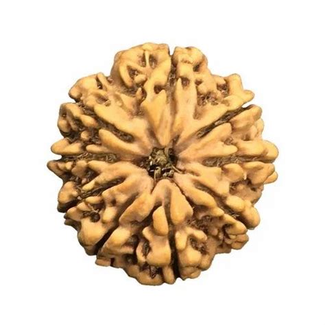 9 Mukhi Rudraksha - 9 Mukhi Nepal Rudraksha Bead Trader - Retailer from ...