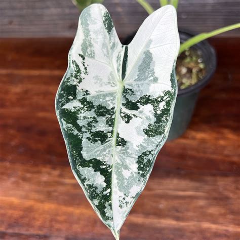 How Variegated Plants Happen: The Real Science