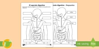 El aparato digestivo - El cuerpo humano y la salud - Español