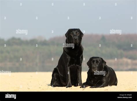 Image result for 2 Labrador Retriever