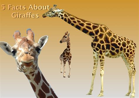 Interesting Facts About Baby Giraffes at Zachary Barber blog